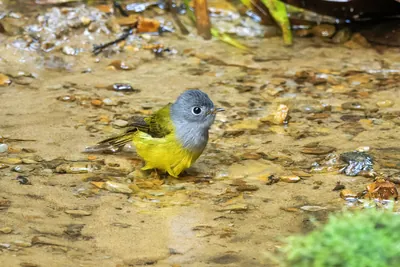 grey-headed canary-flycatcher Culicicapa ceylonensis seen at Dosdewa in Karimganj, Assam, India