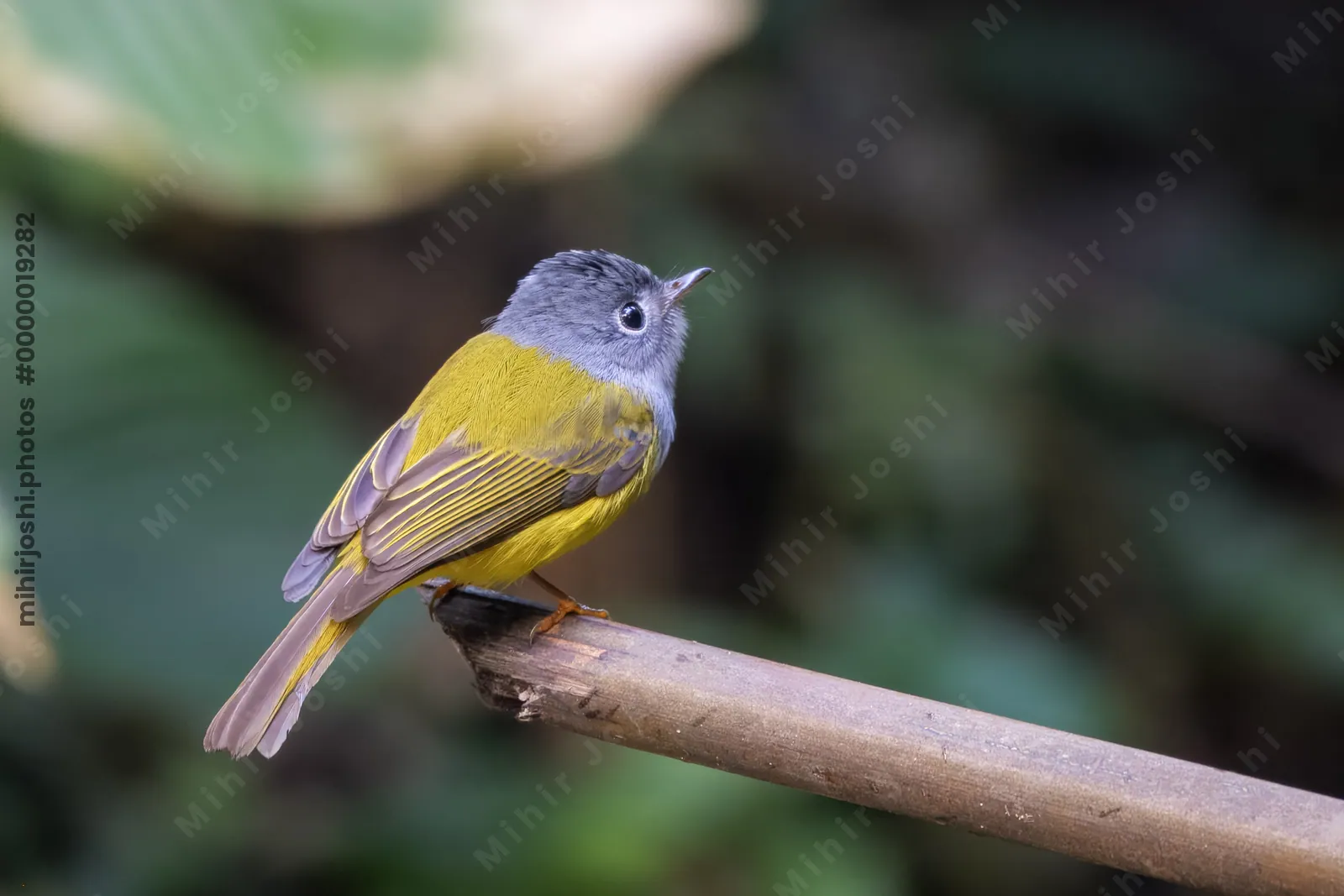 grey-headed canary-flycatcher Culicicapa ceylonensis seen at Dosdewa in Karimganj, Assam, India