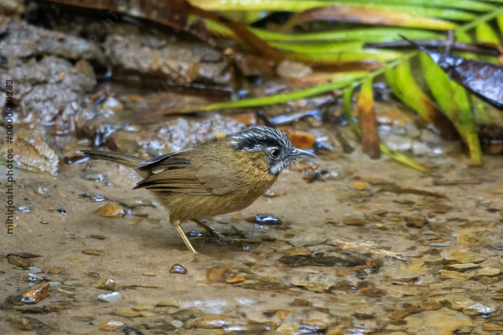 grey-throated babbler (Stachyris nigriceps) seen at Dosdewa in Karimganj, Assam, India