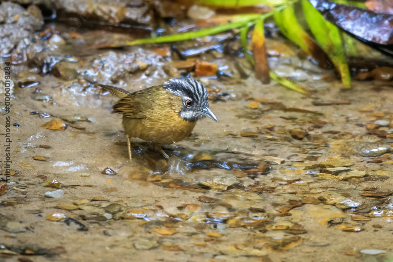 grey-throated babbler (Stachyris nigriceps) seen at Dosdewa in Karimganj, Assam, India