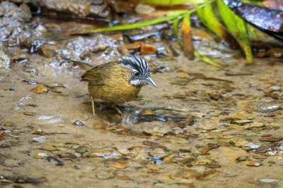 grey-throated babbler (Stachyris nigriceps) seen at Dosdewa in Karimganj, Assam, India