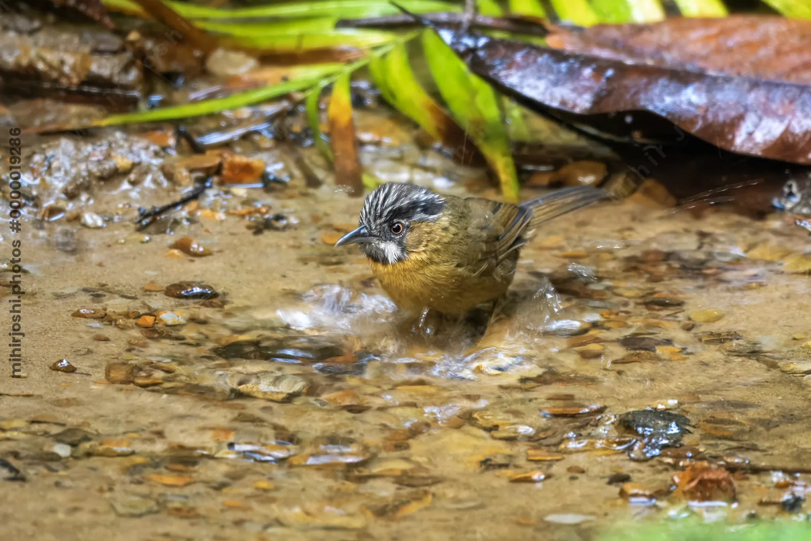 grey-throated babbler (Stachyris nigriceps) seen at Dosdewa in Karimganj, Assam, India