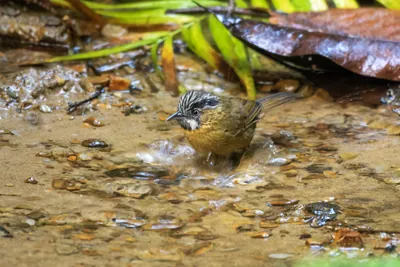 grey-throated babbler (Stachyris nigriceps) seen at Dosdewa in Karimganj, Assam, India