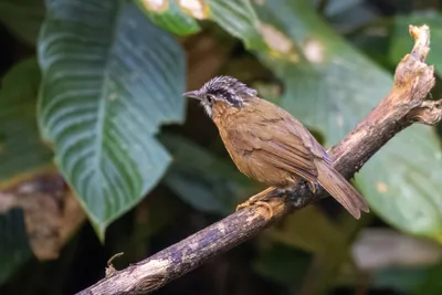 grey-throated babbler (Stachyris nigriceps) seen at Dosdewa in Karimganj, Assam, India