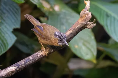 grey-throated babbler (Stachyris nigriceps) seen at Dosdewa in Karimganj, Assam, India