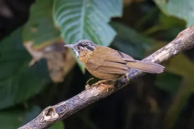 grey-throated babbler (Stachyris nigriceps) seen at Dosdewa in Karimganj, Assam, India