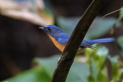 hill blue flycatcher (Cyornis whitei) seen at Dosdewa in Karimganj, Assam, India