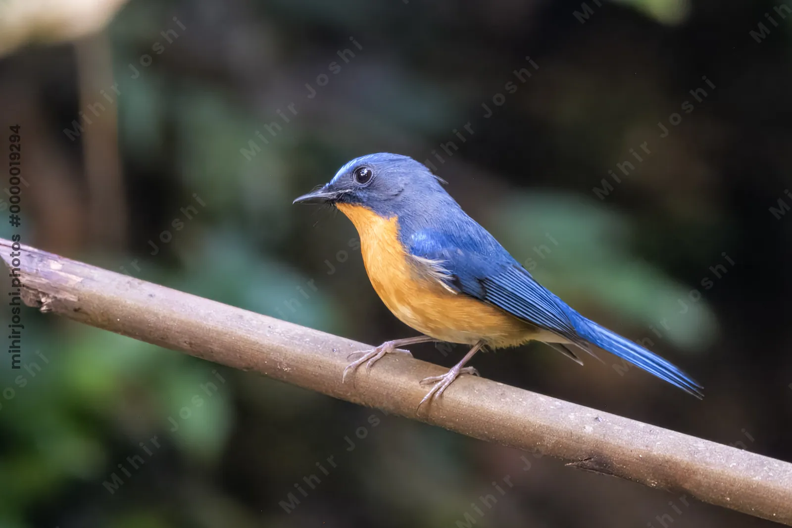 hill blue flycatcher (Cyornis whitei) seen at Dosdewa in Karimganj, Assam, India