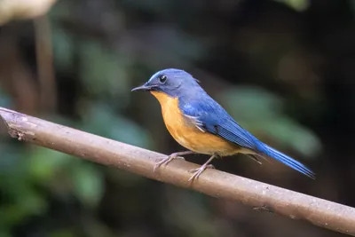 hill blue flycatcher (Cyornis whitei) seen at Dosdewa in Karimganj, Assam, India