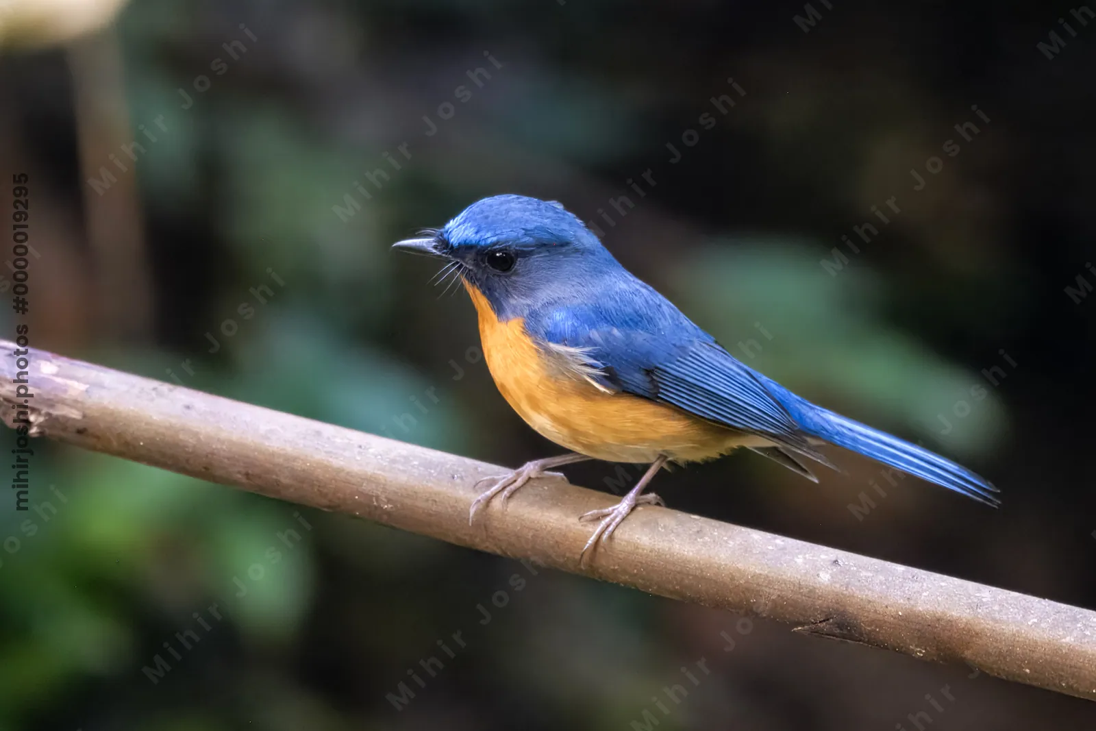 hill blue flycatcher (Cyornis whitei) seen at Dosdewa in Karimganj, Assam, India