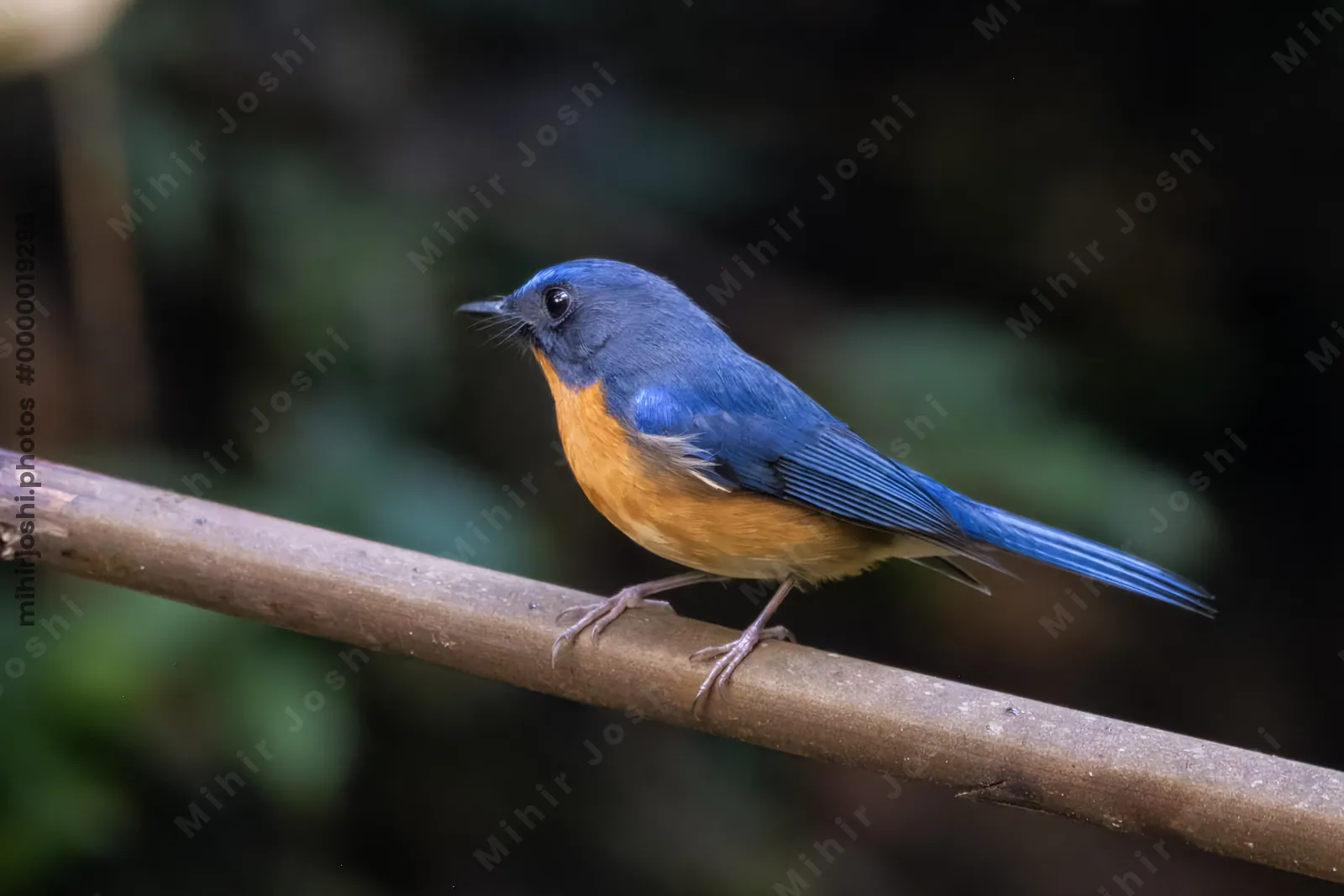 hill blue flycatcher (Cyornis whitei) seen at Dosdewa in Karimganj, Assam, India