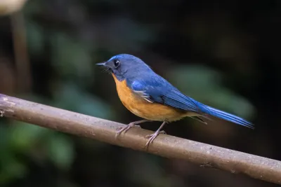hill blue flycatcher (Cyornis whitei) seen at Dosdewa in Karimganj, Assam, India