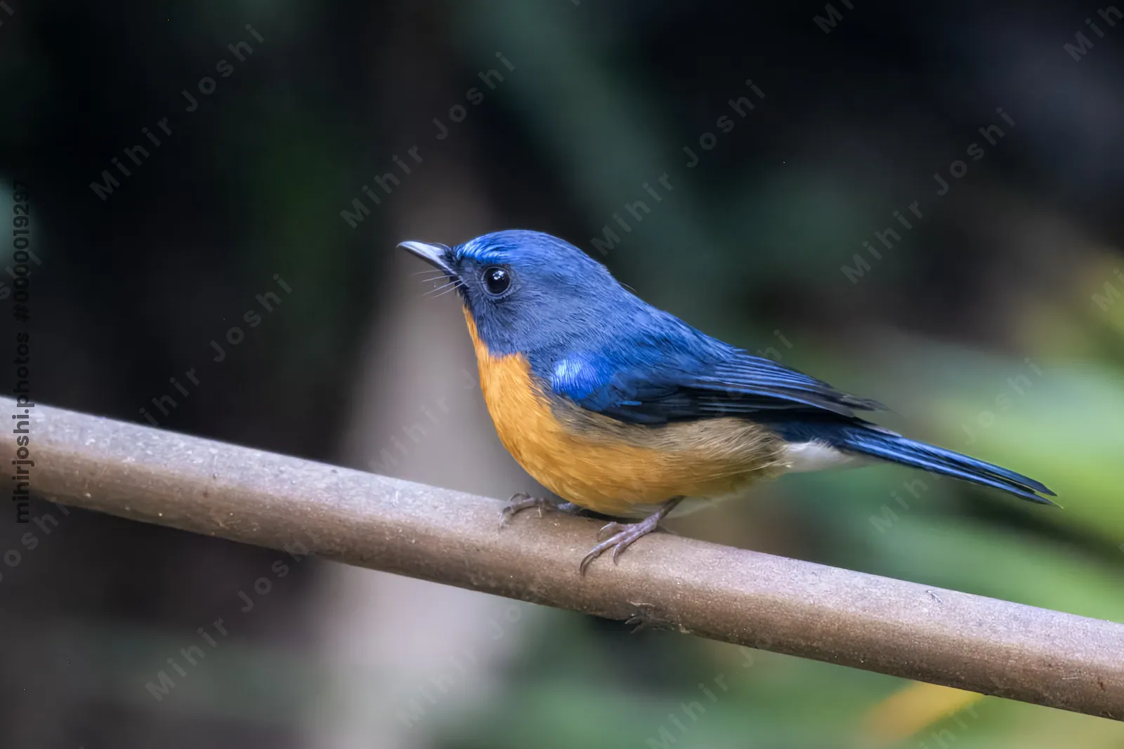 hill blue flycatcher (Cyornis whitei) seen at Dosdewa in Karimganj, Assam, India