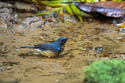 hill blue flycatcher (Cyornis whitei) seen at Dosdewa in Karimganj, Assam, India