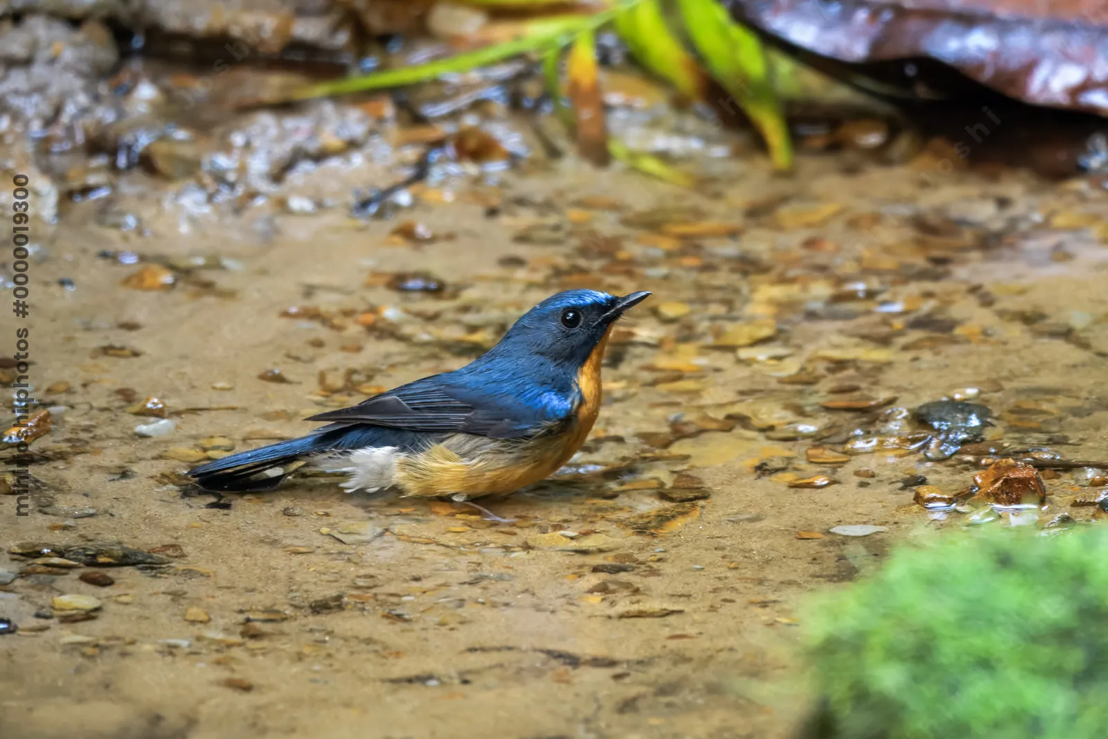 hill blue flycatcher (Cyornis whitei) seen at Dosdewa in Karimganj, Assam, India