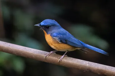 hill blue flycatcher (Cyornis whitei) seen at Dosdewa in Karimganj, Assam, India