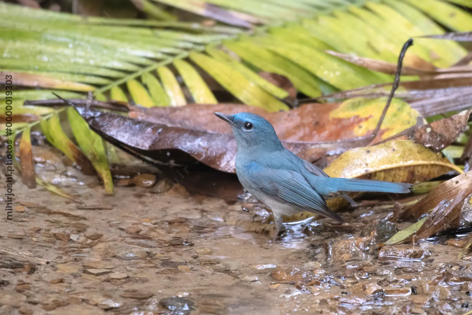 pale blue flycatcher (Cyornis unicolor) seen at Dosdewa in Karimganj, Assam, India