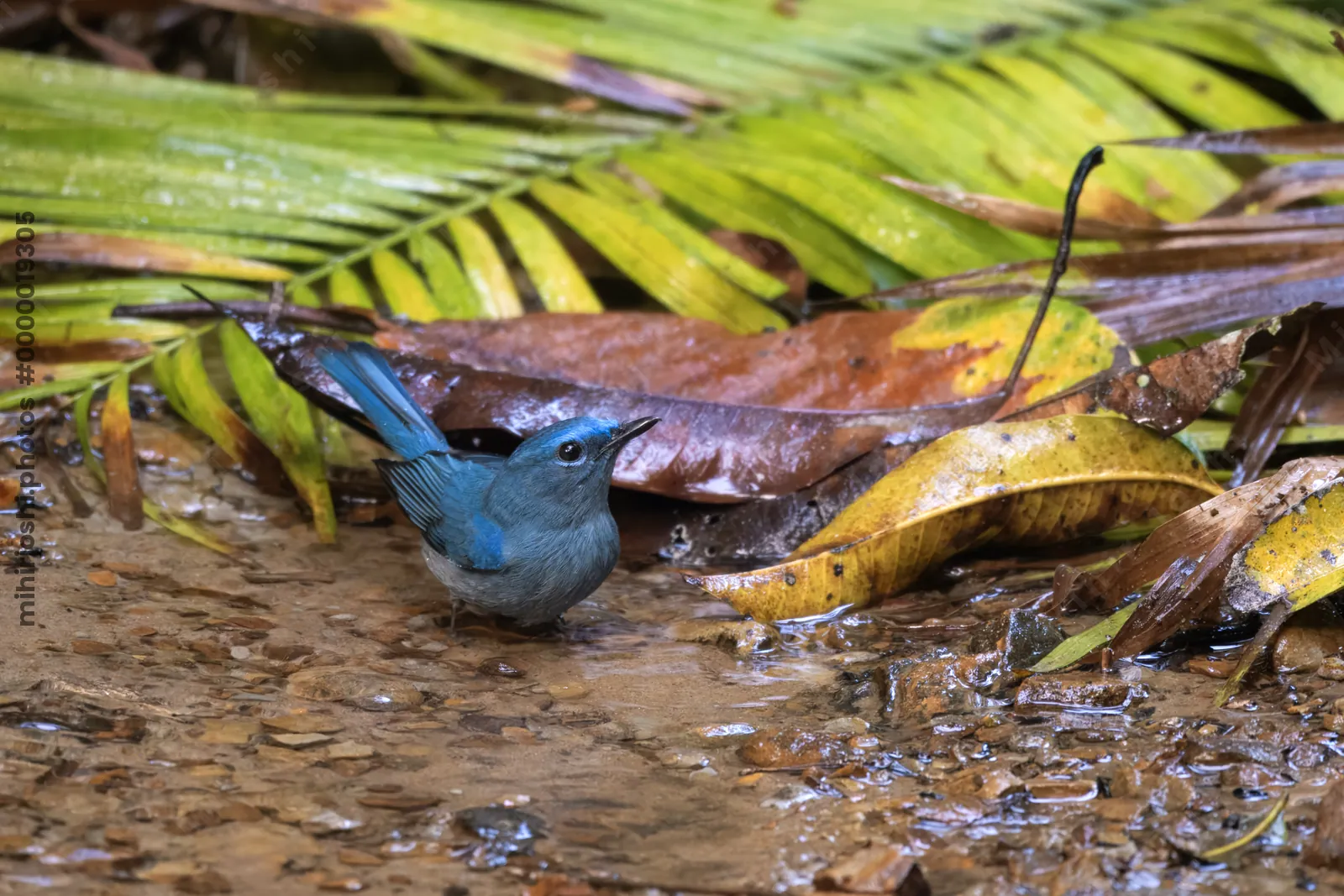 pale blue flycatcher (Cyornis unicolor) seen at Dosdewa in Karimganj, Assam, India