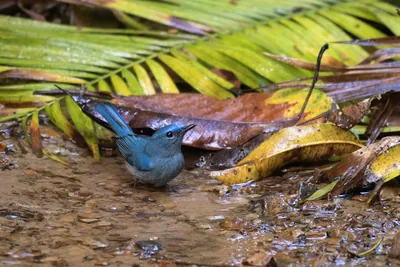 pale blue flycatcher (Cyornis unicolor) seen at Dosdewa in Karimganj, Assam, India