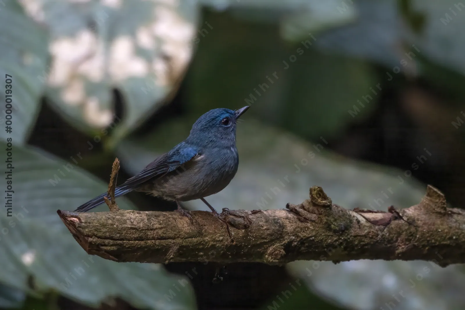 pale blue flycatcher (Cyornis unicolor) seen at Dosdewa in Karimganj, Assam, India