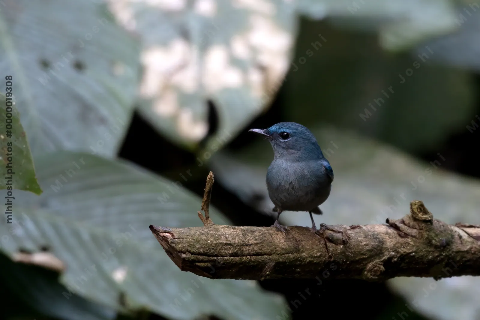 pale blue flycatcher (Cyornis unicolor) seen at Dosdewa in Karimganj, Assam, India