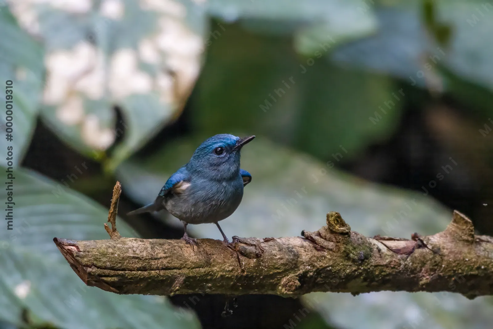 pale blue flycatcher (Cyornis unicolor) seen at Dosdewa in Karimganj, Assam, India