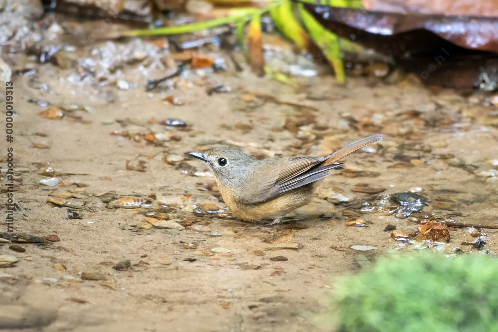 pale-chinned flycatcher (Cyornis poliogenys) seen at Dosdewa in Karimganj, Assam, India