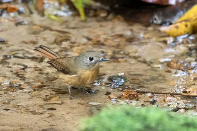 pale-chinned flycatcher (Cyornis poliogenys) seen at Dosdewa in Karimganj, Assam, India