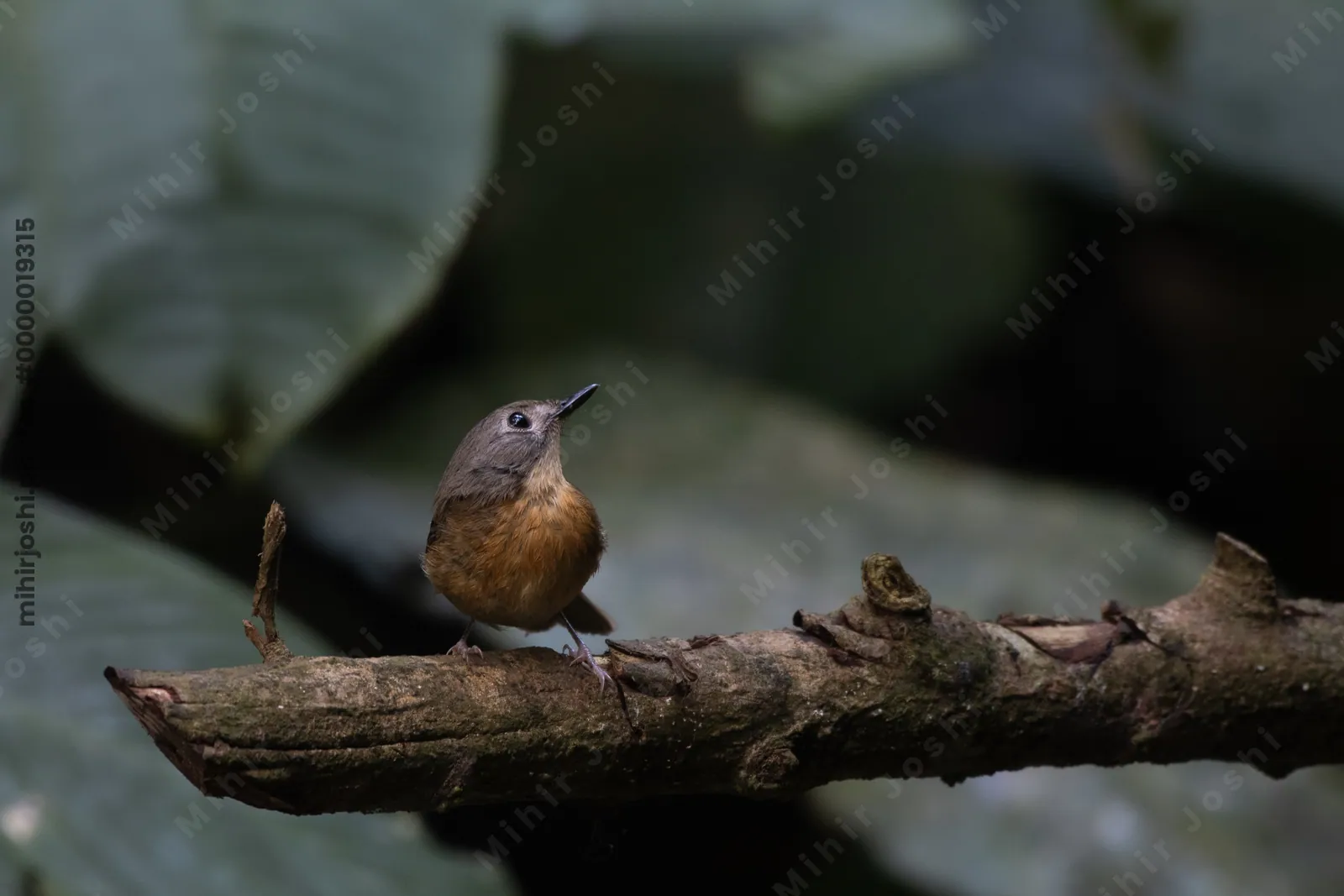 pale-chinned flycatcher (Cyornis poliogenys) seen at Dosdewa in Karimganj, Assam, India