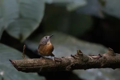 pale-chinned flycatcher (Cyornis poliogenys) seen at Dosdewa in Karimganj, Assam, India