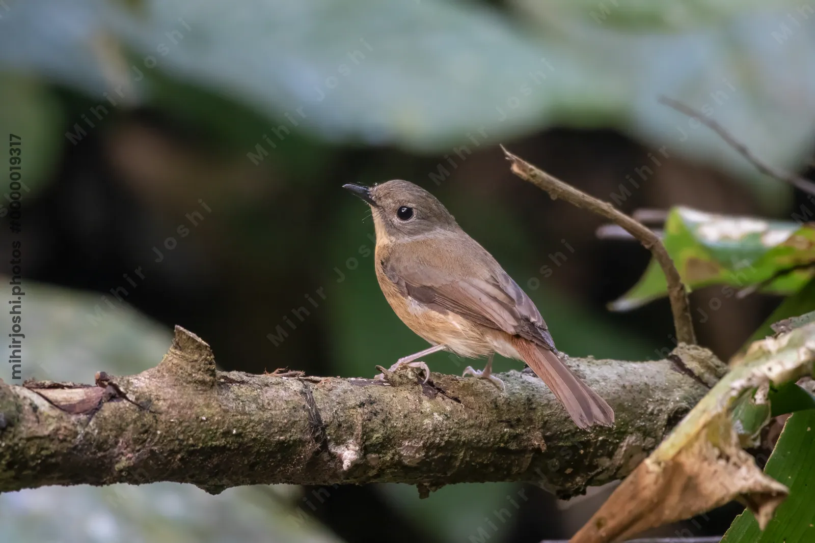 pale-chinned flycatcher (Cyornis poliogenys) seen at Dosdewa in Karimganj, Assam, India