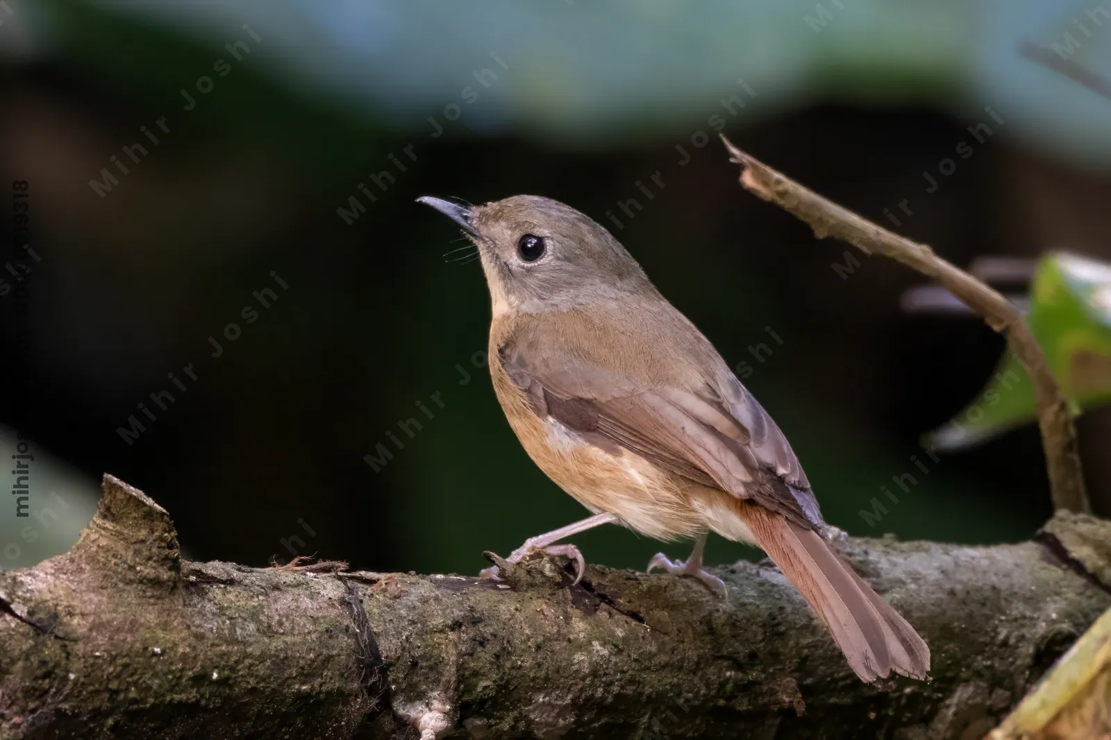 pale-chinned flycatcher (Cyornis poliogenys) seen at Dosdewa in Karimganj, Assam, India