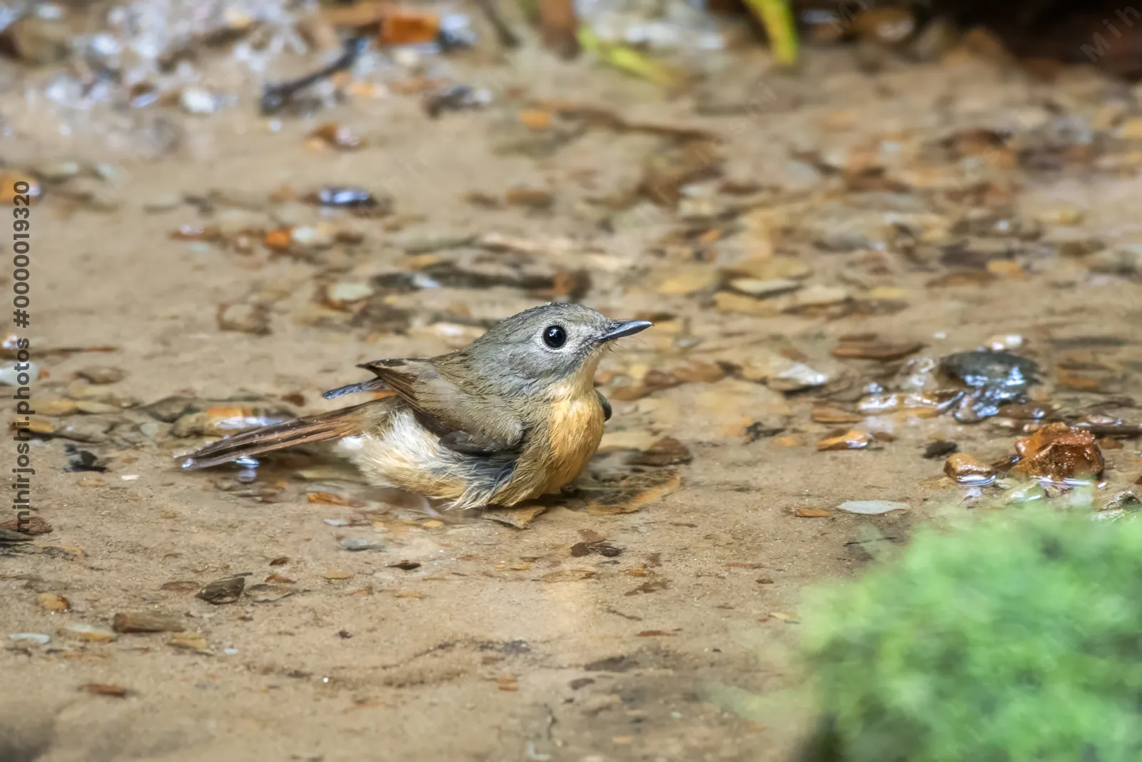 pale-chinned flycatcher (Cyornis poliogenys) seen at Dosdewa in Karimganj, Assam, India