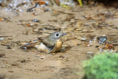 pale-chinned flycatcher (Cyornis poliogenys) seen at Dosdewa in Karimganj, Assam, India