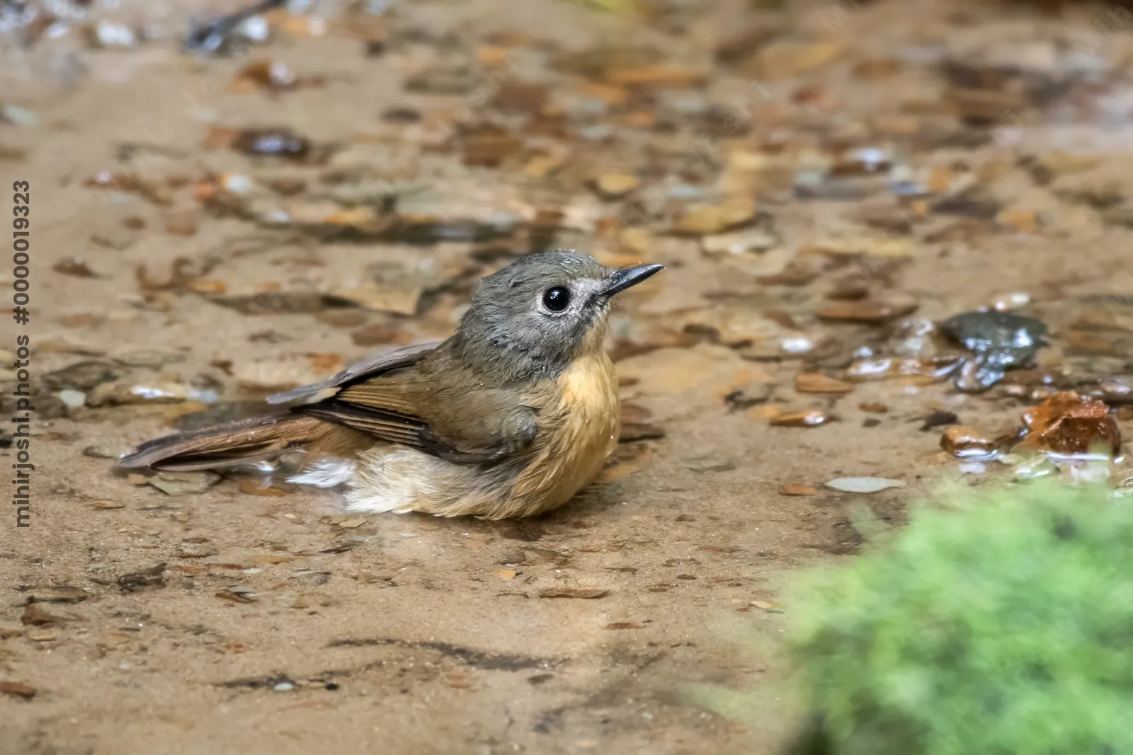 pale-chinned flycatcher (Cyornis poliogenys) seen at Dosdewa in Karimganj, Assam, India
