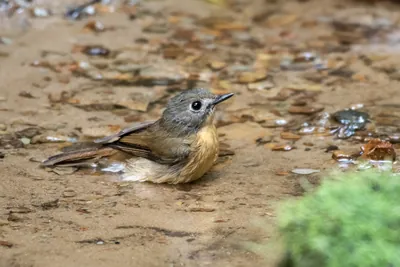 pale-chinned flycatcher (Cyornis poliogenys) seen at Dosdewa in Karimganj, Assam, India