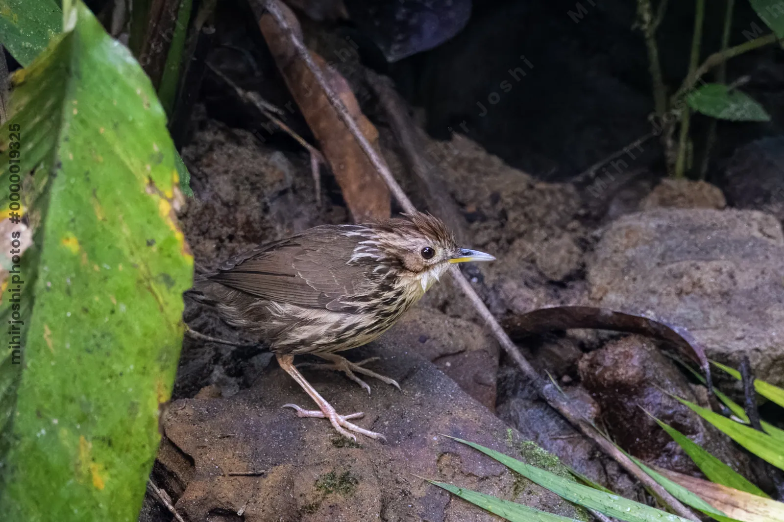 puff-throated babbler (Pellorneum ruficeps) or spotted babbler seen at Dosdewa in Karimganj, Assam, India