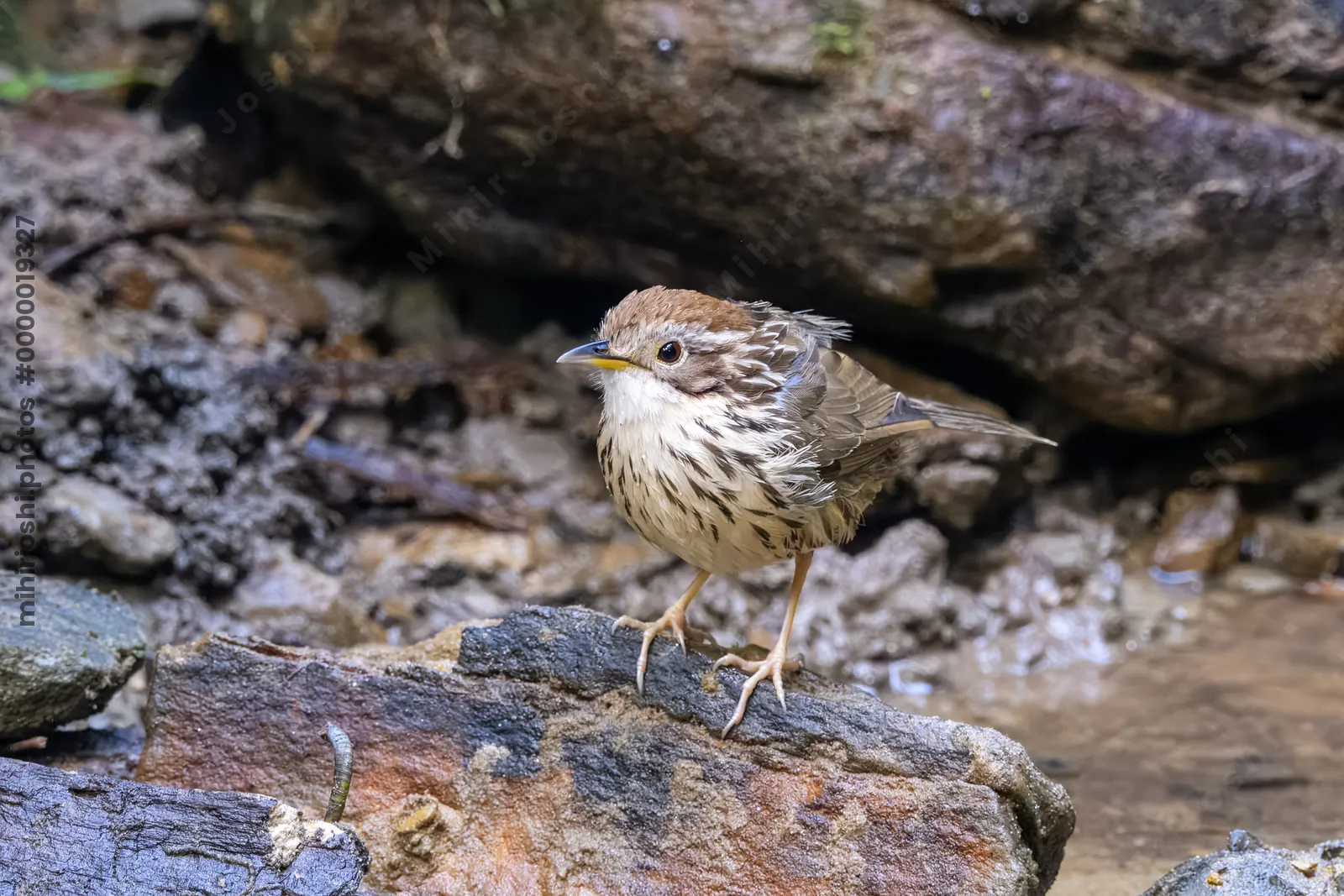 puff-throated babbler (Pellorneum ruficeps) or spotted babbler seen at Dosdewa in Karimganj, Assam, India