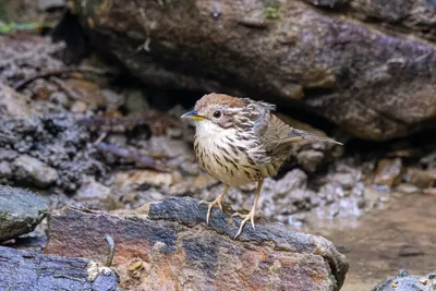 puff-throated babbler (Pellorneum ruficeps) or spotted babbler seen at Dosdewa in Karimganj, Assam, India