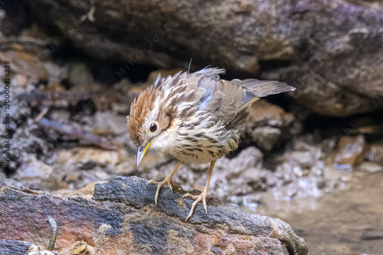 puff-throated babbler (Pellorneum ruficeps) or spotted babbler seen at Dosdewa in Karimganj, Assam, India