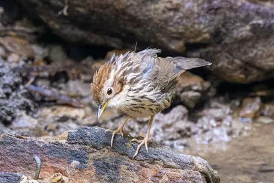 puff-throated babbler (Pellorneum ruficeps) or spotted babbler seen at Dosdewa in Karimganj, Assam, India