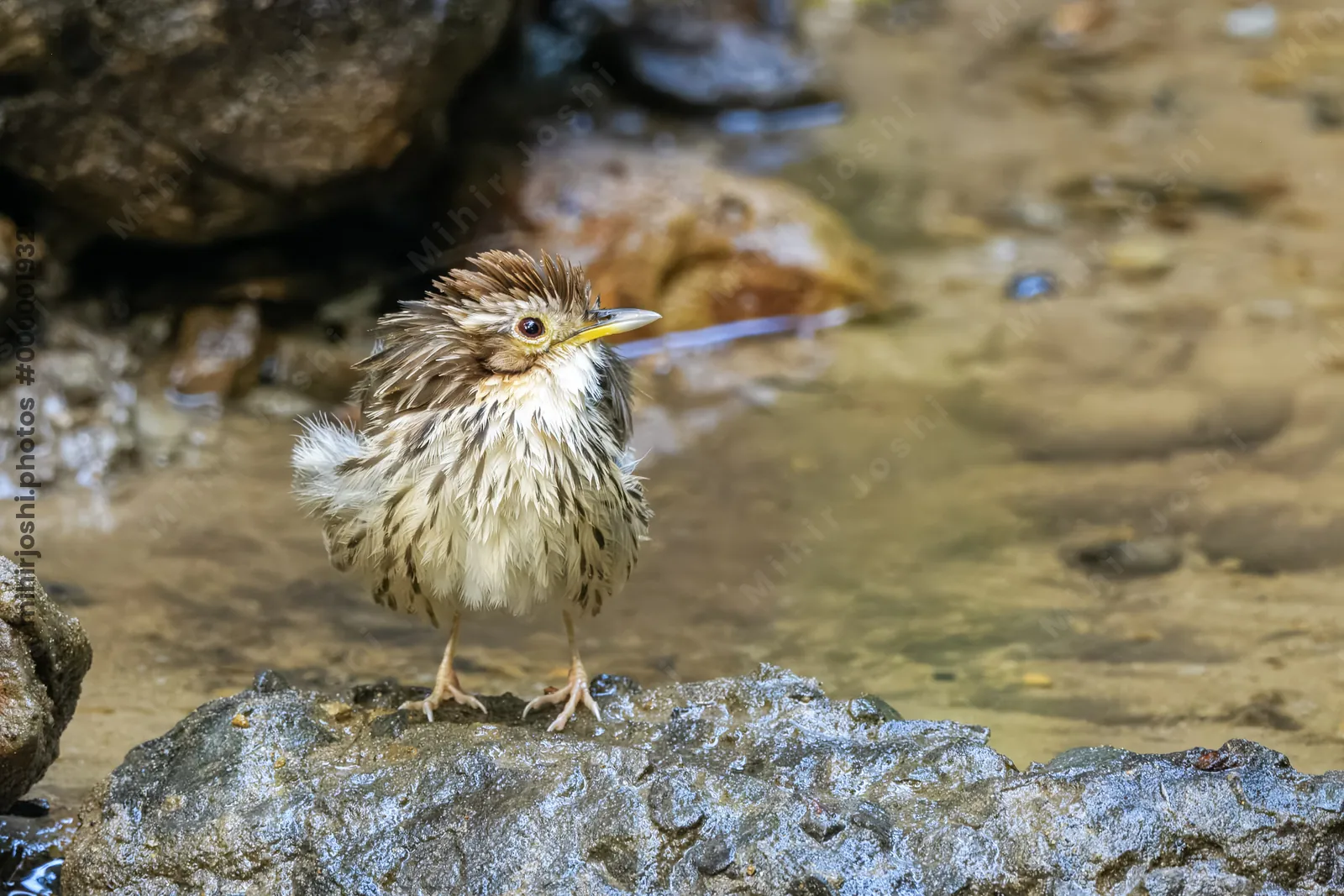 puff-throated babbler (Pellorneum ruficeps) or spotted babbler seen at Dosdewa in Karimganj, Assam, India