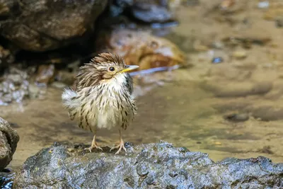 puff-throated babbler (Pellorneum ruficeps) or spotted babbler seen at Dosdewa in Karimganj, Assam, India