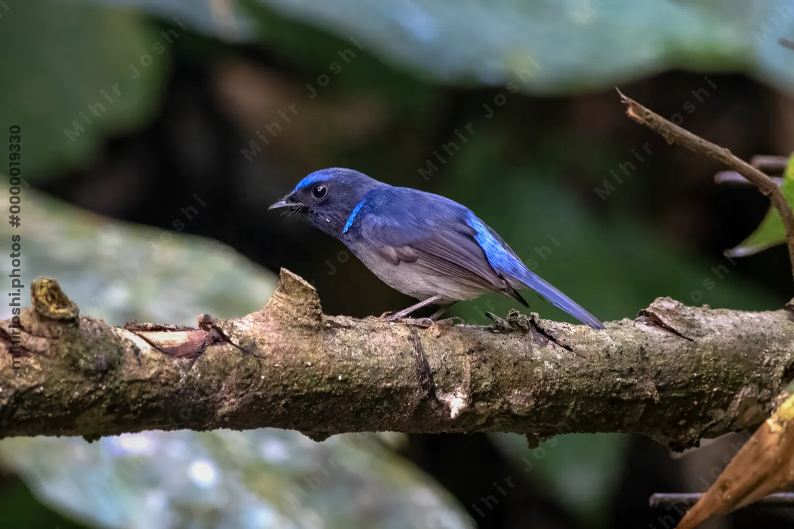 small niltava (Niltava macgrigoriae) seen at Dosdewa in Karimganj, Assam, India
