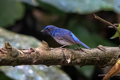 small niltava (Niltava macgrigoriae) seen at Dosdewa in Karimganj, Assam, India
