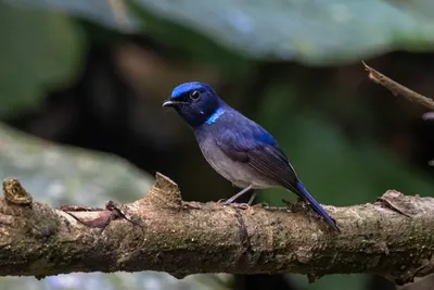 small niltava (Niltava macgrigoriae) seen at Dosdewa in Karimganj, Assam, India