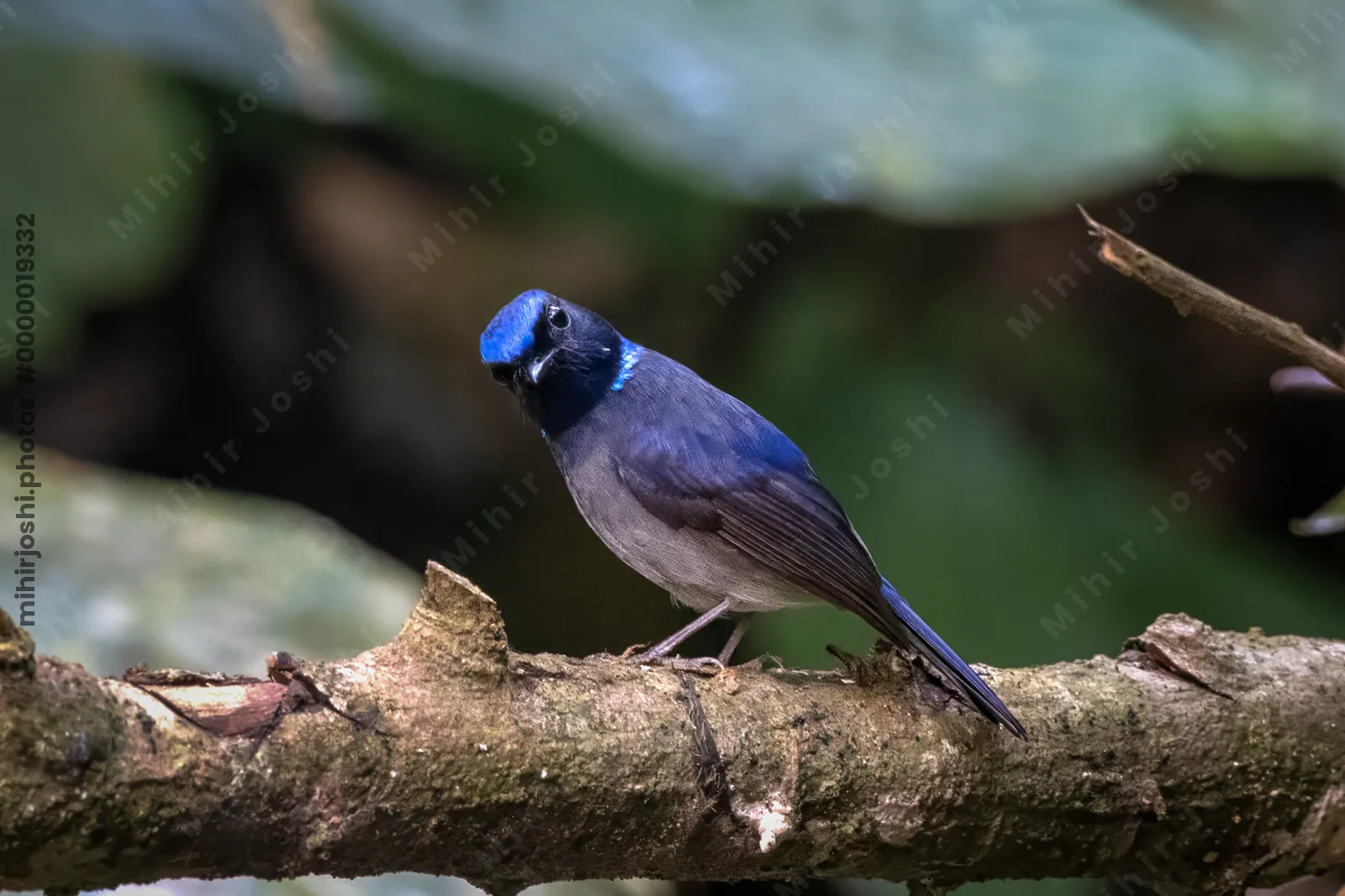 small niltava (Niltava macgrigoriae) seen at Dosdewa in Karimganj, Assam, India