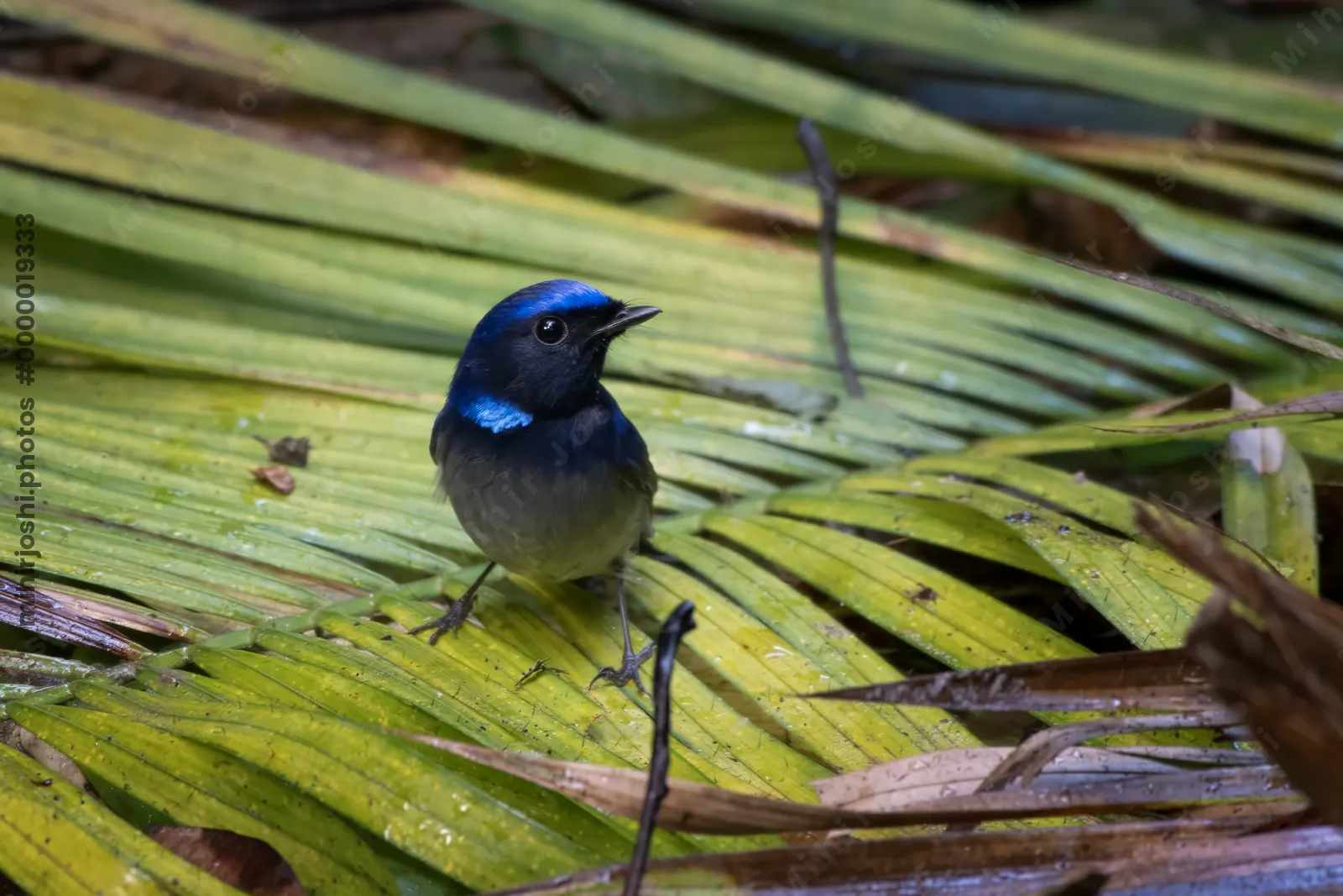 small niltava (Niltava macgrigoriae) seen at Dosdewa in Karimganj, Assam, India