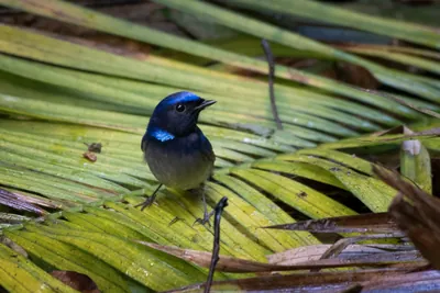 small niltava (Niltava macgrigoriae) seen at Dosdewa in Karimganj, Assam, India