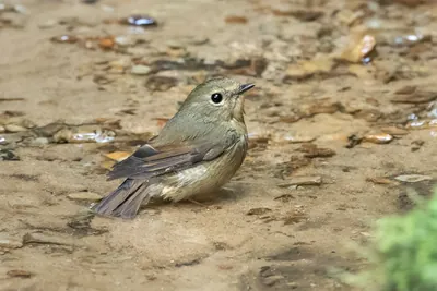 snowy-browed flycatcher (Ficedula hyperythra) seen at Dosdewa in Karimganj, Assam, India